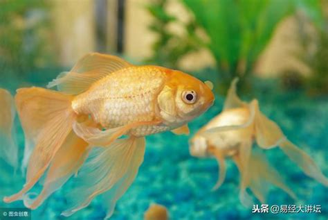 魚缸尺寸吉數|養風水魚必知：魚缸擺放好運一路發 – 寵物百科